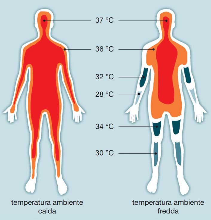 Temperatura Corporea